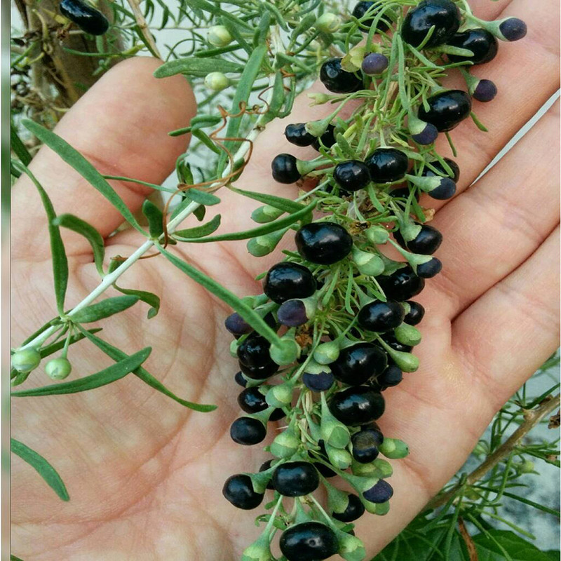 نهال گوجی بری سیاه