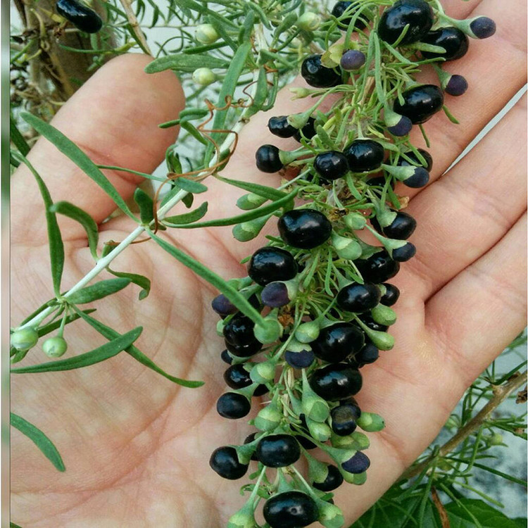 نهال گوجی بری سیاه