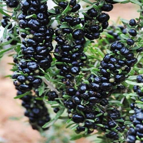 نهال گوجی بری سیاه