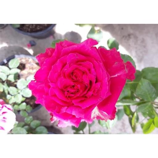 نهال رز صورتی فر