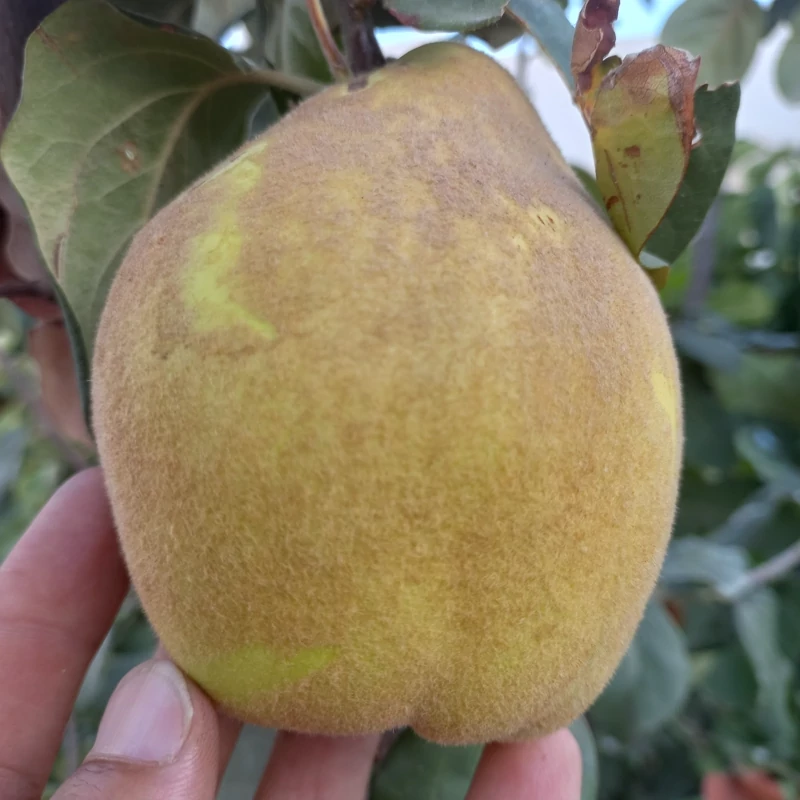 نهال به اصفهان