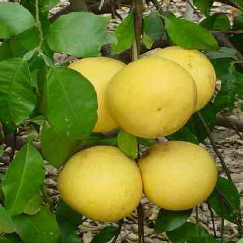 نهال میوه دارابی