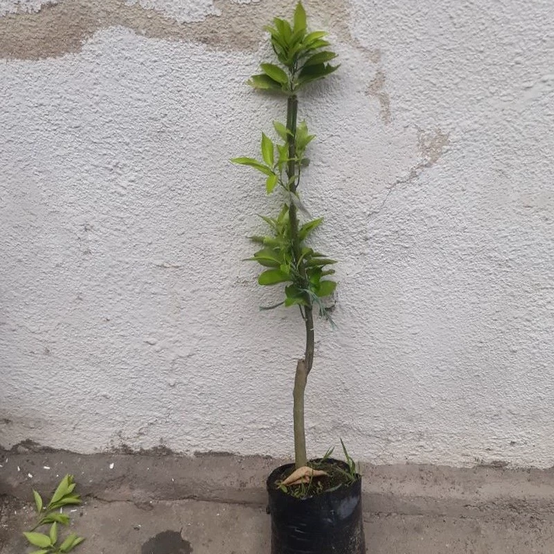 نهال لیمو سنگی