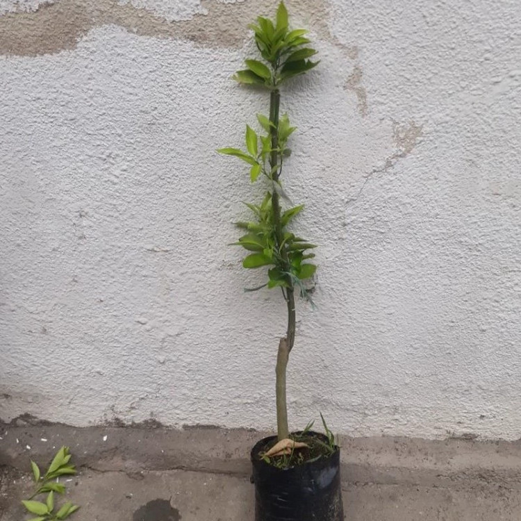 نهال لیمو سنگی