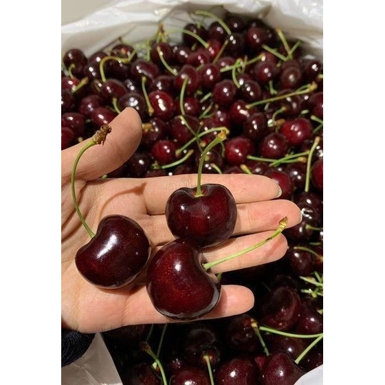 نهال گیلاس شاه دانه