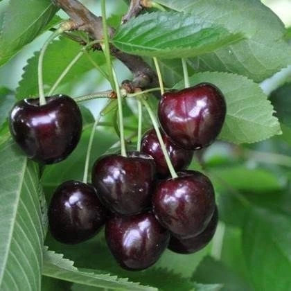 نهال گیلاس شاه دانه