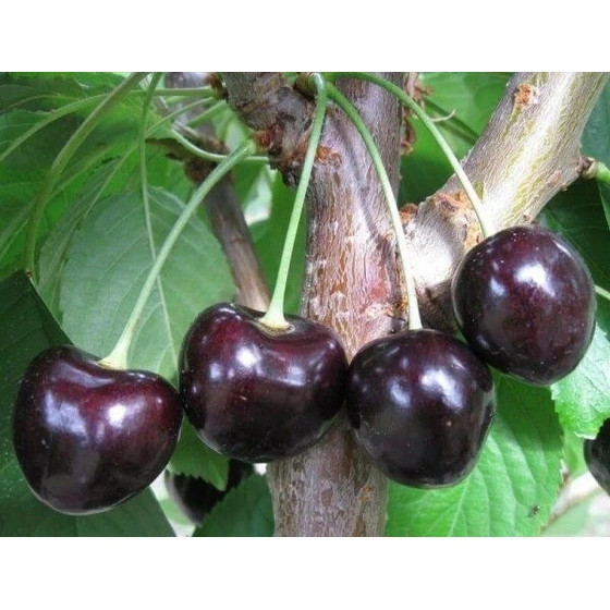 نهال گیلاس شاه دانه
