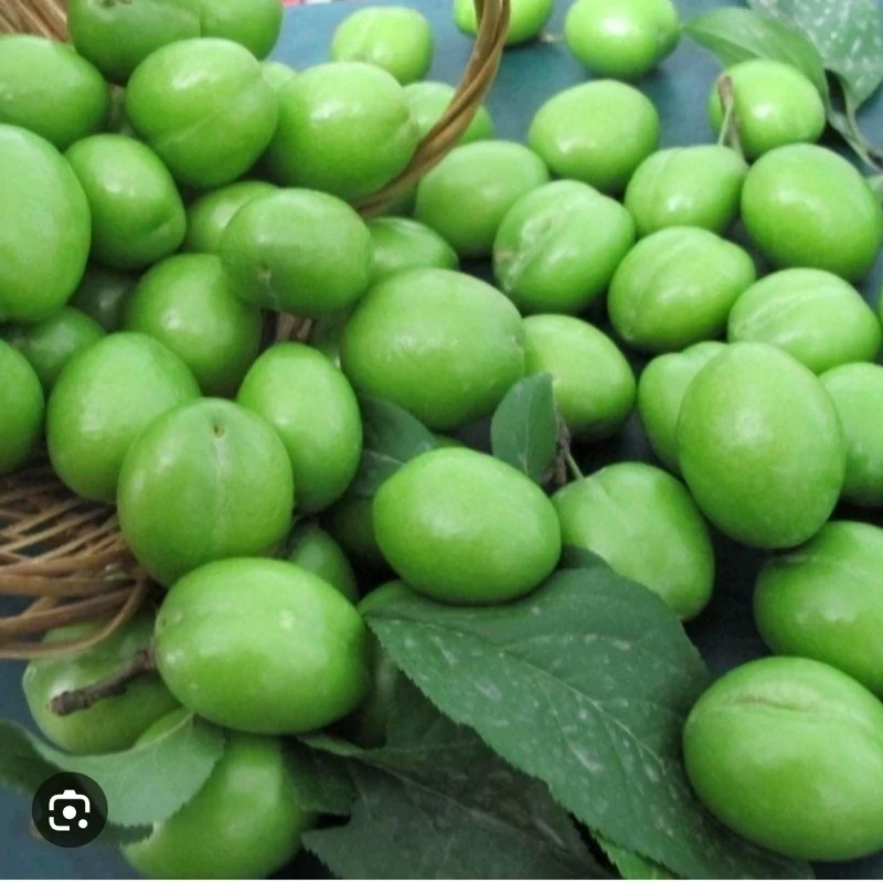 نهال گوجه سبز سردرودی