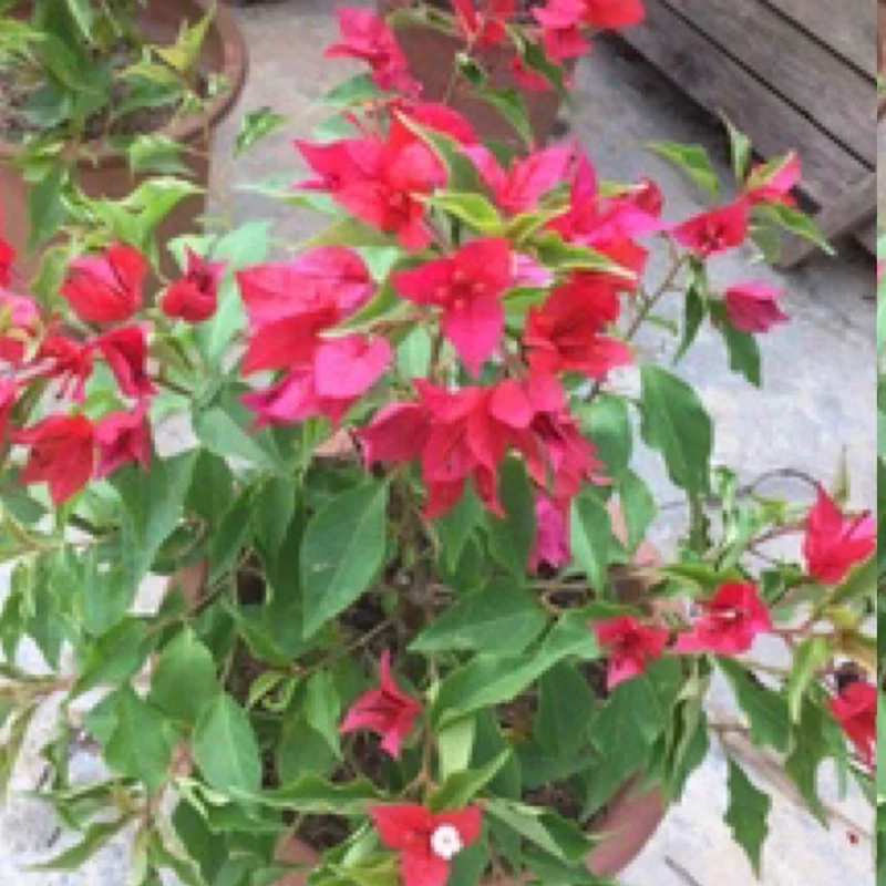 نهال گل کاغذی قرمز