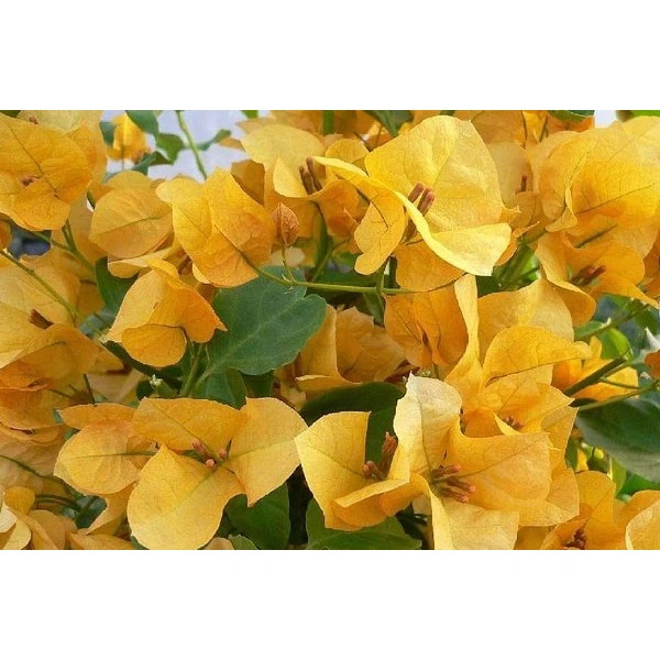 نهال گل کاغذی