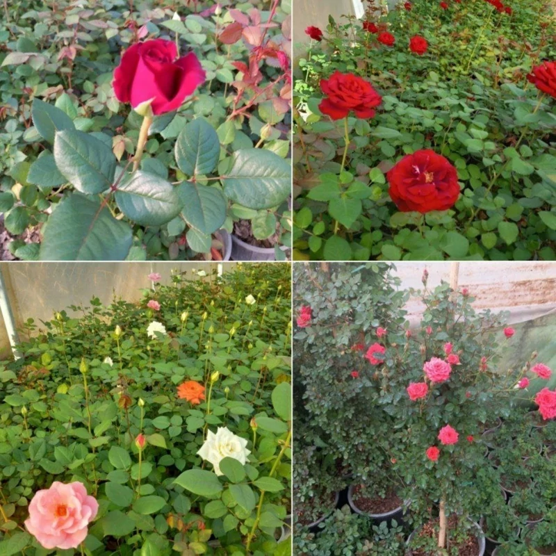 نهال گل ساناز