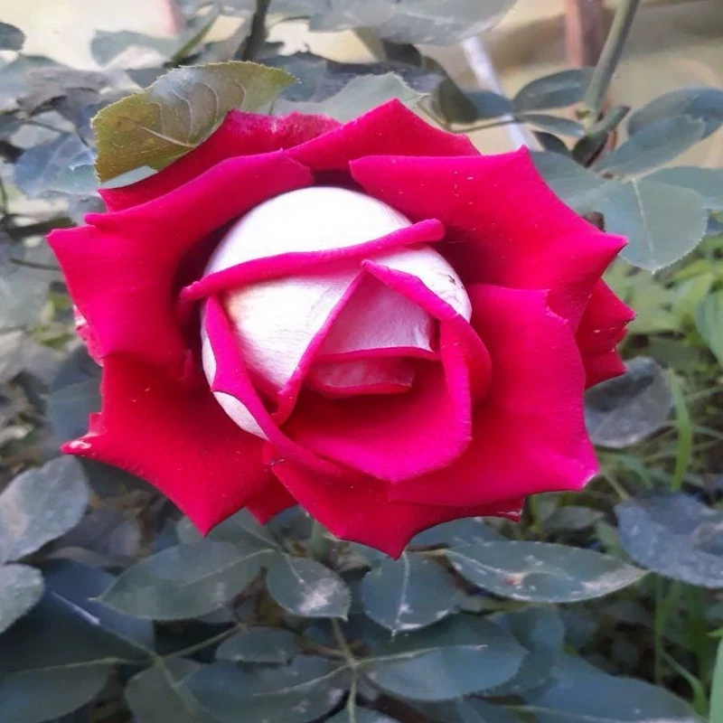 نهال گل رز پشت نقره ای هلندی