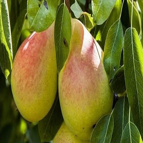 نهال گلابی نطنز 2 ساله