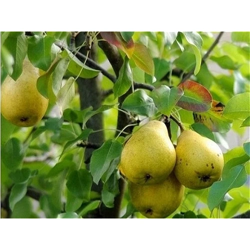 نهال گلابی حسین آبادی