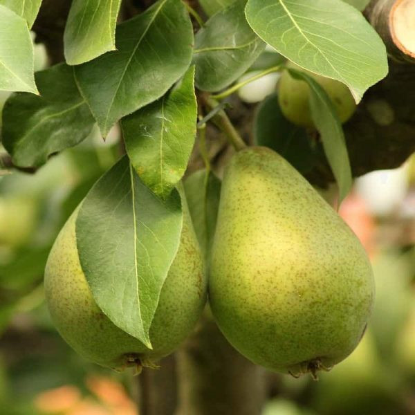 نهال گلابی پاکوتاه درگزی