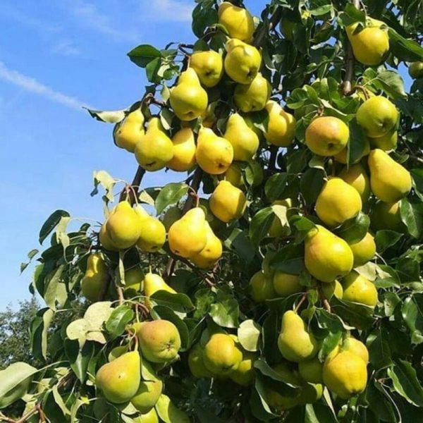 نهال گلابی پاکوتاه درگزی