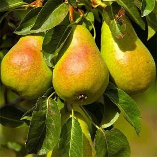 نهال گلابی پاکوتاه درگزی