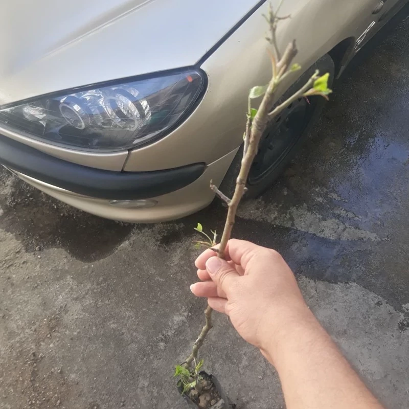 نهال گلابی پاکوتاه درگزی