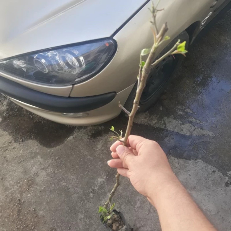 نهال گلابی پاکوتاه درگزی