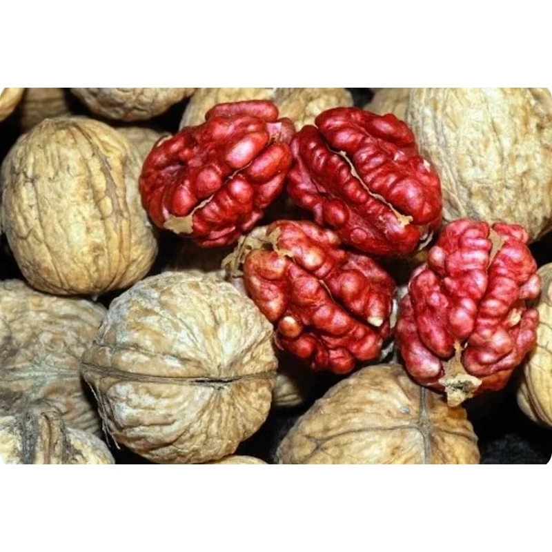 نهال گردو توسرخ