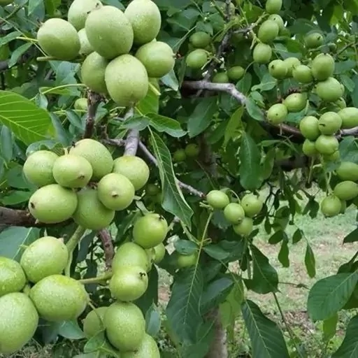 نهال گردو پیوندی فرنور دوساله