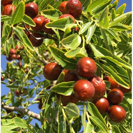 نهال عناب