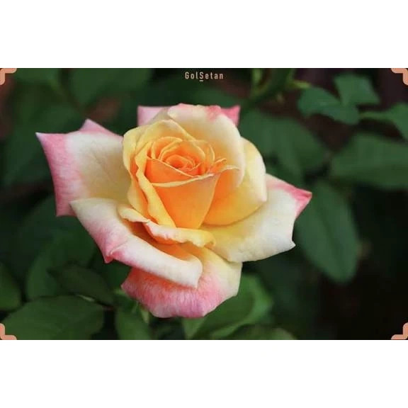 نهال رز غروب تاهیتی