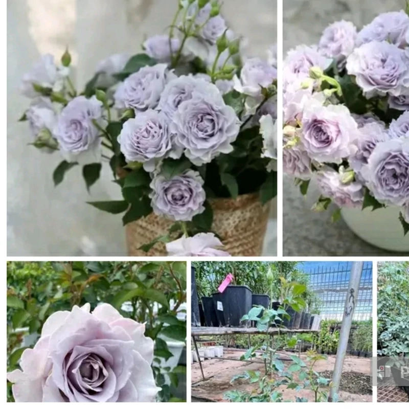 نهال رز بنفش کم رنگ ( رنگ یاسی)