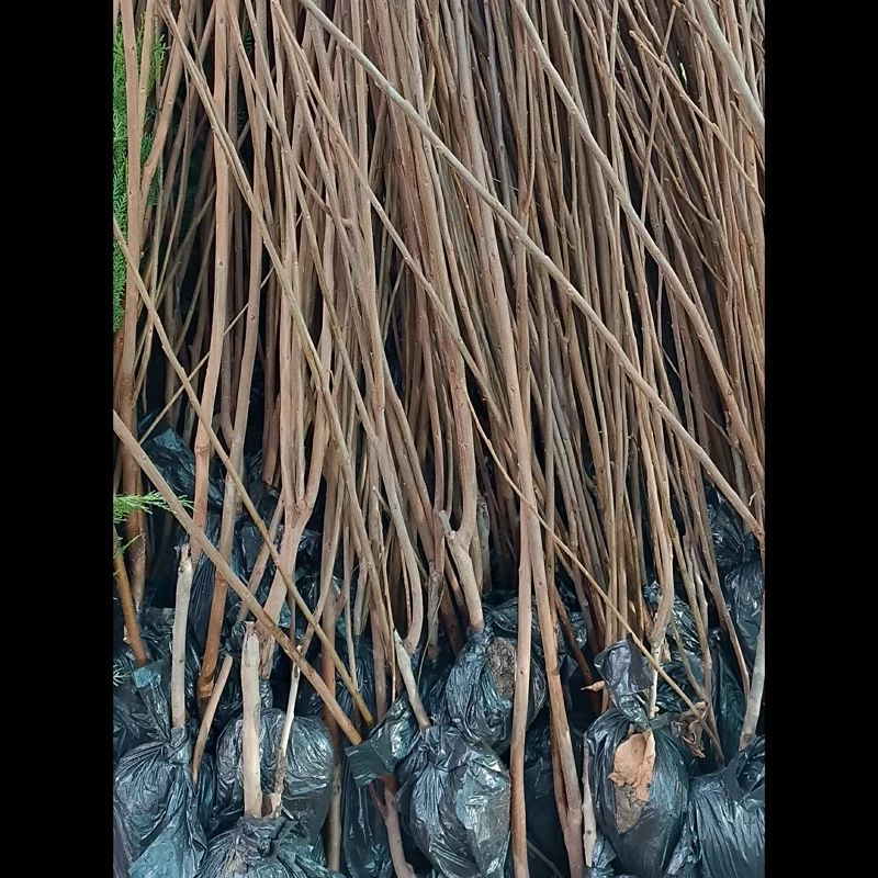 نهال خرمالو سیبی ریشه پرس
