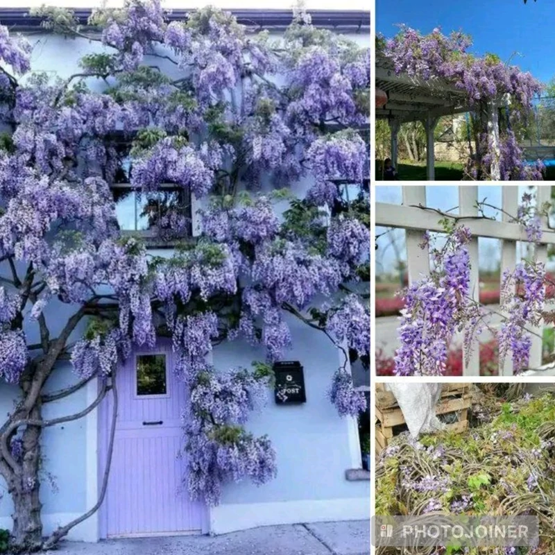 نهال پیچ گلیسین بنفش