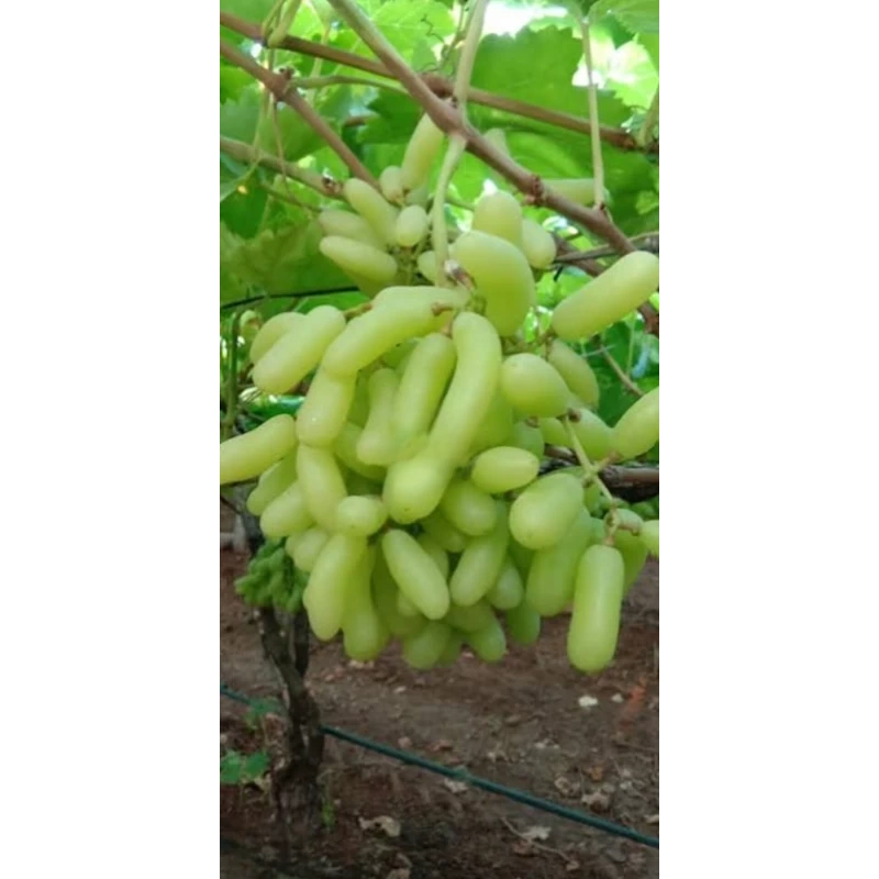 نهال انگور شصت عروس آذرنهال سبز