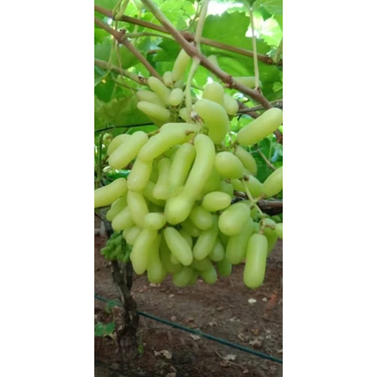 نهال انگور شصت عروس آذرنهال سبز