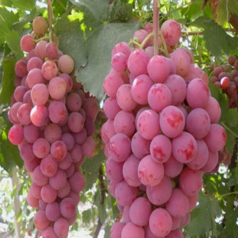 نهال انگور رد گلوب