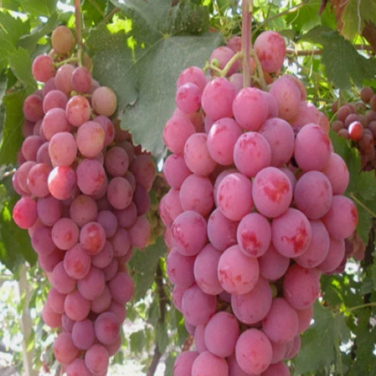 نهال انگور رد گلوب