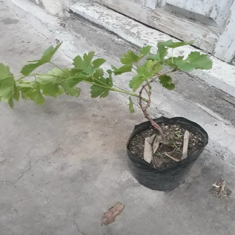 نهال انگور ردکلوب امریکایی