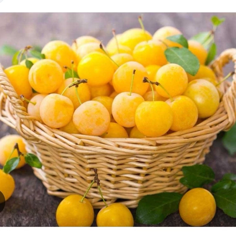 نهال آلو قطره طلا(آلو خورشتی)