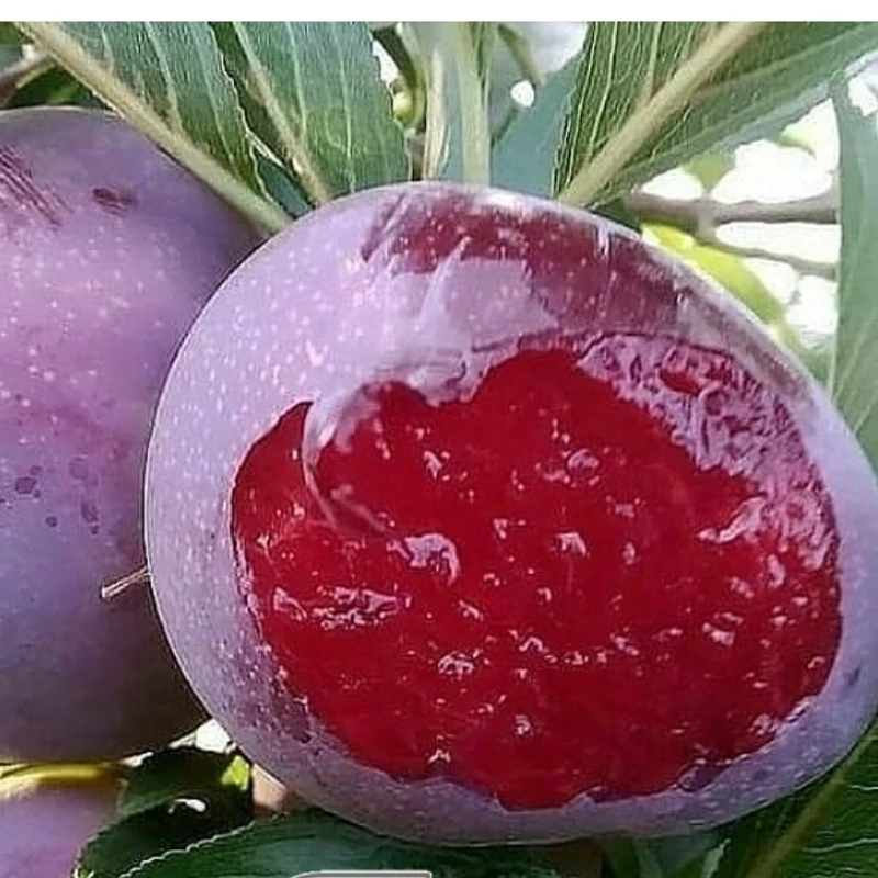 نهال آلو خاکی( خونی) پیوندی اصلاح شده