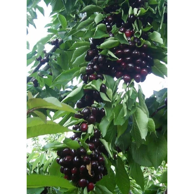 نهال آلبالو قجری