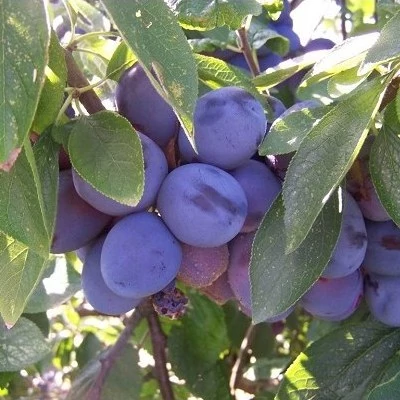 نهال آلو بخارا 2 ساله
