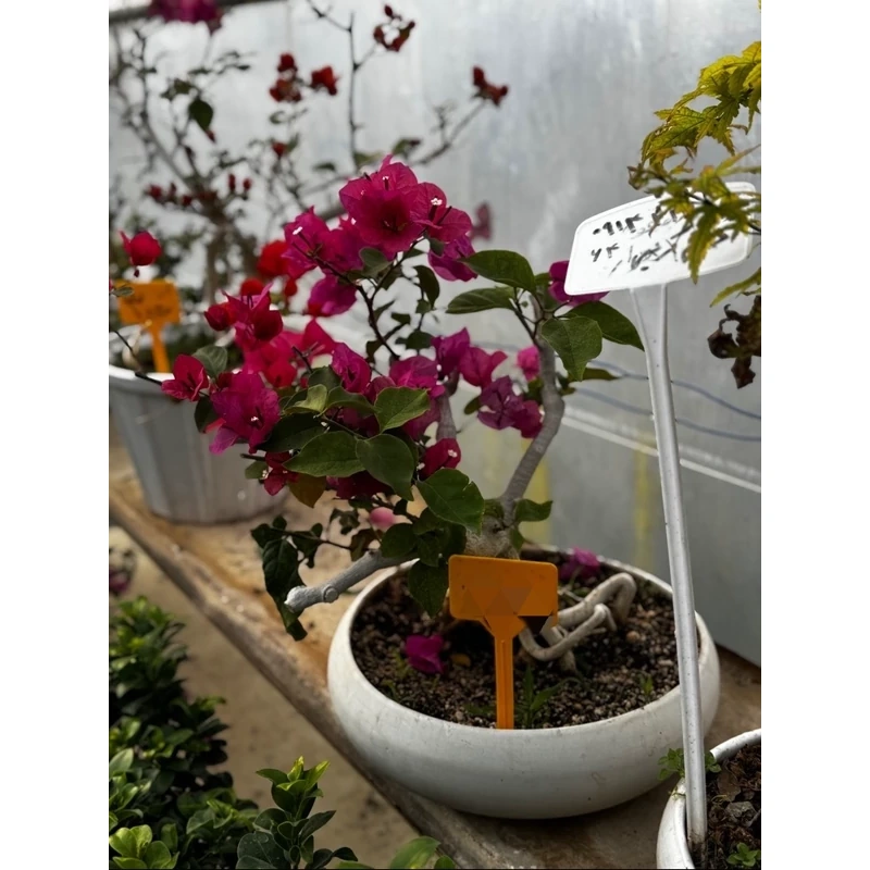 گل کاغذی افرا بزرگ
