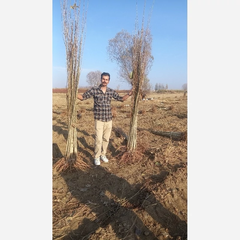 صنوبر نیگرای ترکیه 3 الی 4 متری