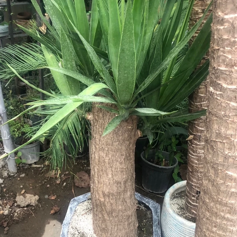 نهال یوگا بزرگ