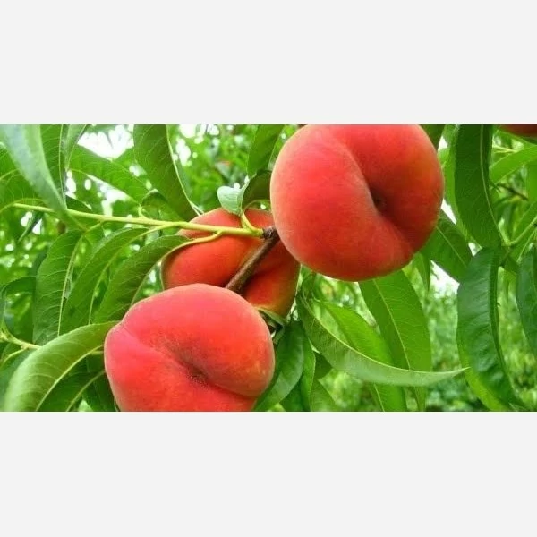 نهال هلو انجیری آناناسی