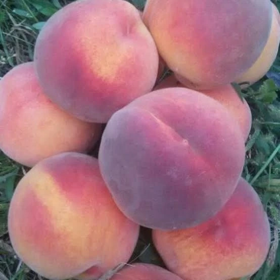 نهال هلو آلبرتا
