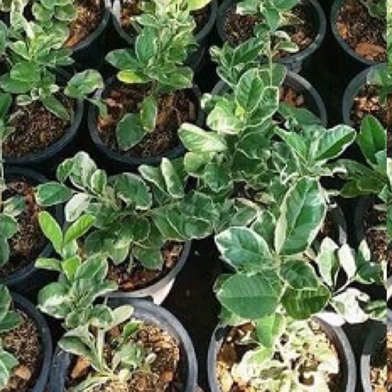 نهال لیمو ترش خونی ابلق