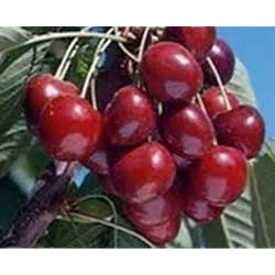 نهال گیلاس هلندی