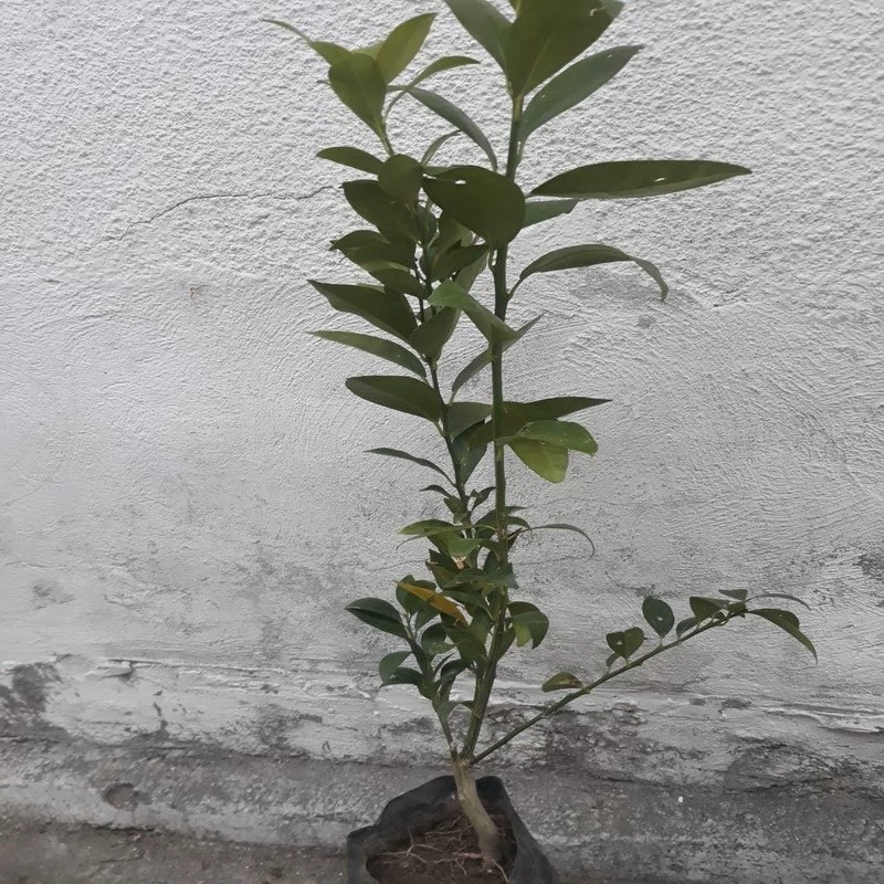 نهال لایم کوات