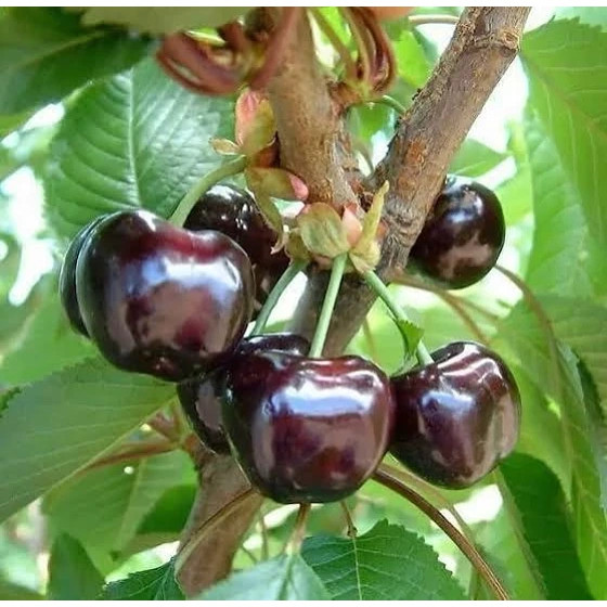 نهال گیلاس سیاه