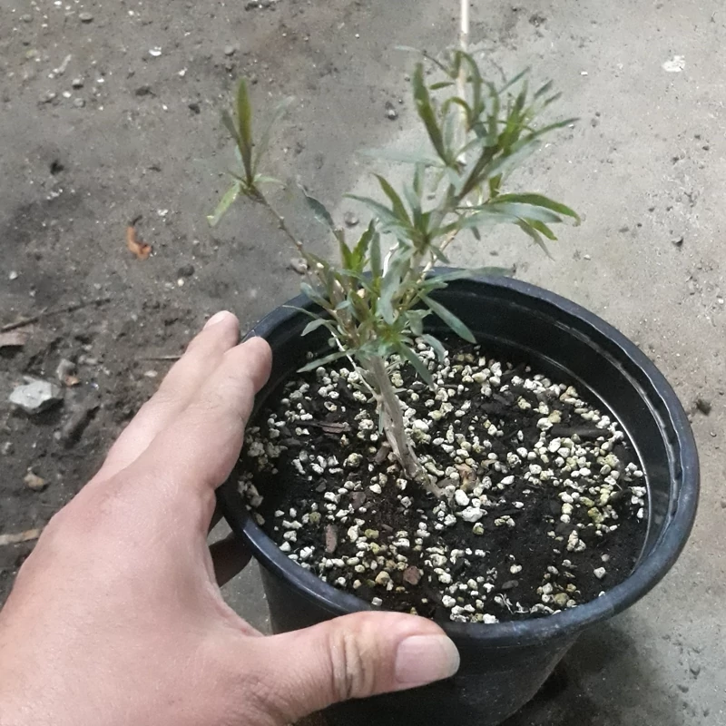 نهال گوجه بری گلدن