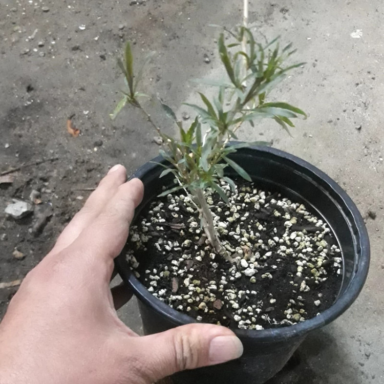 نهال گوجه بری گلدن
